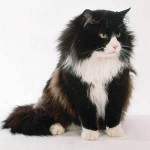 Cat shedding: what to do? Cat shedding: what to do?