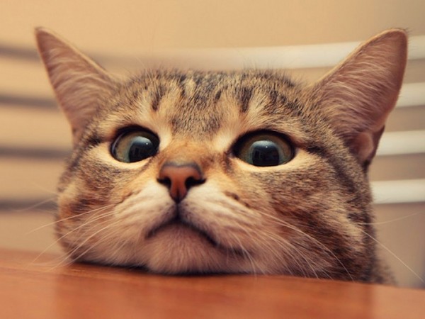 Cat shedding: what to do? Cat shedding: what to do?
