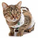 Cat after surgery: how to care
