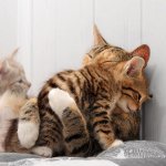 Cat after childbirth Cat after childbirth