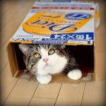 Cote Maru is an Internet star