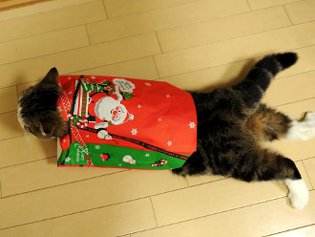 Cote Maru is an Internet star