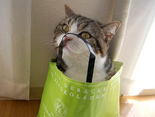 Cote Maru is an Internet star