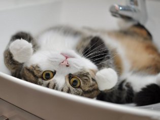 Cote Maru is an Internet star