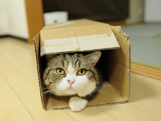 Cote Maru is an Internet star