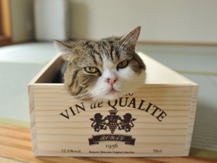 Cote Maru is an Internet star