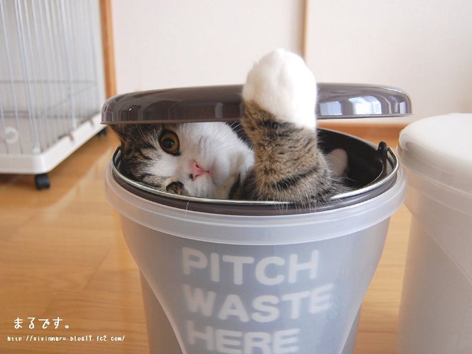 Cote Maru is an Internet star