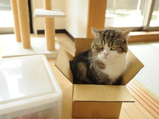 Cote Maru is an Internet star