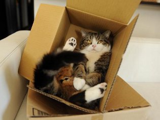 Cote Maru is an Internet star