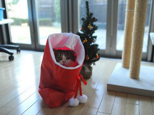 Cote Maru is an Internet star