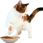 The cat does not eat anything The cat does not eat anything