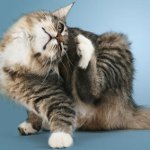 Skin diseases in cats Skin diseases in cats