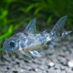 Mottled catfish: maintenance and care