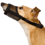 Treatment of dogs. First aid Treatment of dogs. First aid