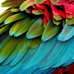 Moulting in parrots Moulting in parrots