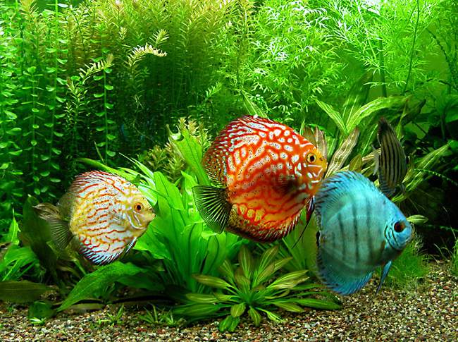 "Manka" in fish: ichthyothyroidism