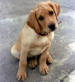 Mastitis in dogs Mastitis in dogs
