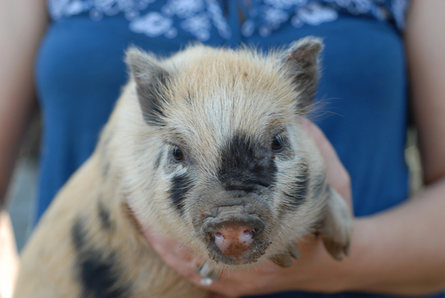 Mini-pig: maintenance and care