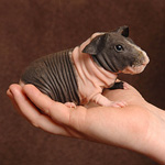 Guinea pigs Skinny Guinea pigs Skinny