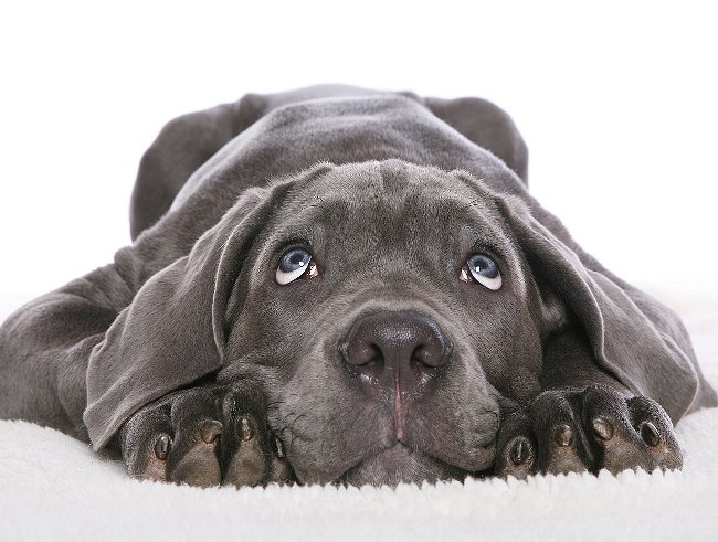 Neapolitan Mastiff or Mastino Poleetano