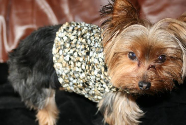 Dress Pet for Winter: Clothing for York