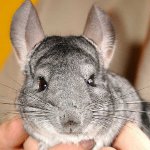 Colors of chinchillas