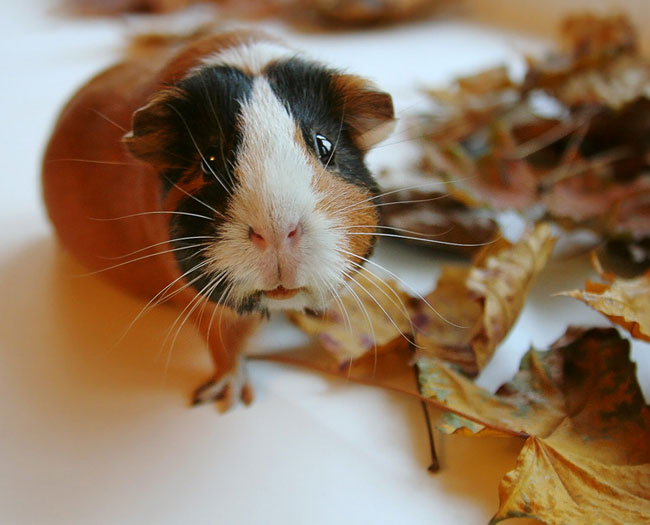Are parasites dangerous for guinea pigs?