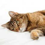 Poisoning in cats