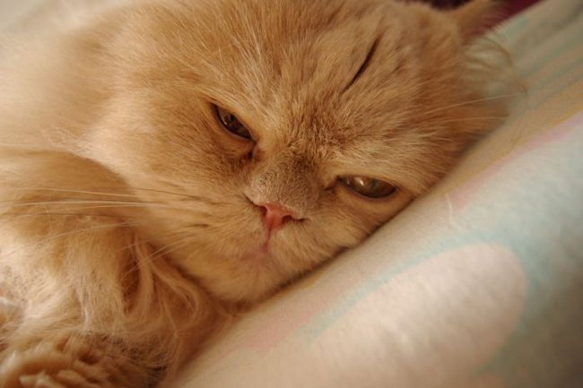 Poisoning in cats Poisoning in cats