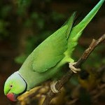 The burnt parrot The burnt parrot