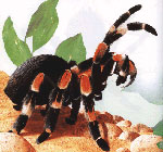 How to care for tarantula spiders How to care for tarantula spiders
