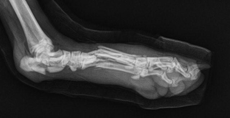 Fractures in dogs