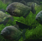 Piranhas in your aquarium Piranhas in your aquarium