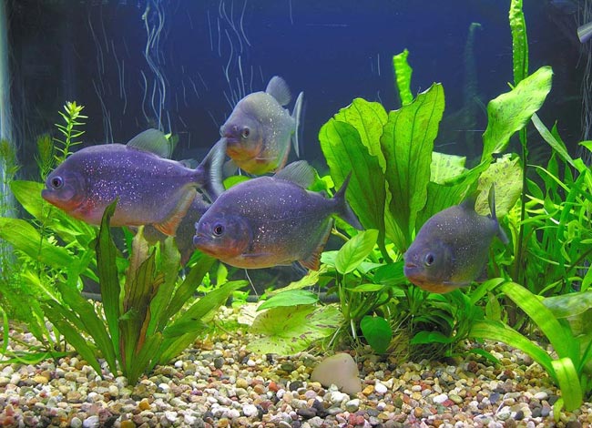 Piranhas in your aquarium