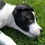 Pyroplasmosis in dogs Pyroplasmosis in dogs