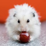 Feeding hamsters: you can and can not Feeding hamsters: you can and can not