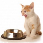 Feeding the kittens. What to feed the kitten? Feeding the kittens. What to feed the kitten?