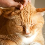 Why do cats purr? Why do cats purr?