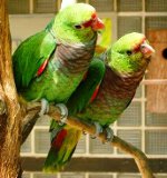 Amazon parrots: content, care, feeding Amazon parrots: content, care, feeding