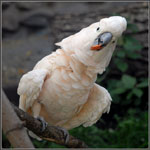 Parrots of Cockatoo Parrots of Cockatoo