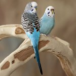 The parrot sneezes: what to do? The parrot sneezes: what to do?