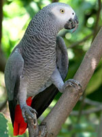 Jacques Parrot: content at home Jacques Parrot: content at home