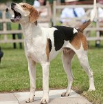 American Foxhound American Foxhound