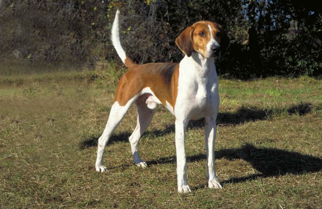 Breed American Foxhound