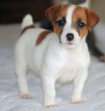 Breed Jack Russell Terrier Breed Jack Russell Terrier