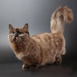 Breed of cats: munchkin Breed of cats: munchkin