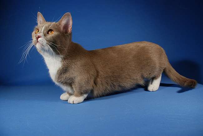 Breed of cats: munchkin