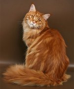 Maine Coon cat breed