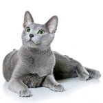 Cat breed Russian blue