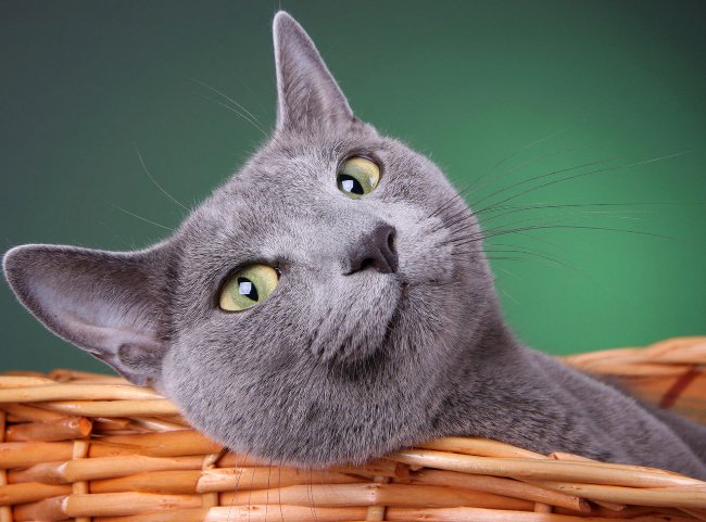 Cat breed Russian blue